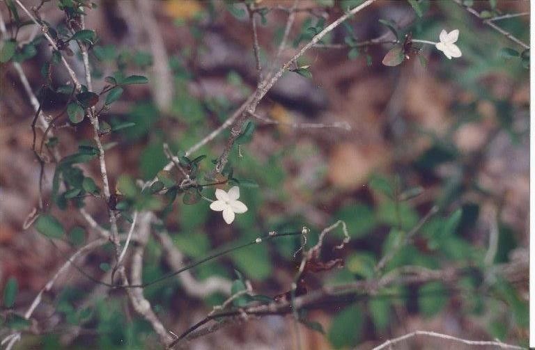 Pseuderanthemum incisum — search result for 'Pseuderanthemum'