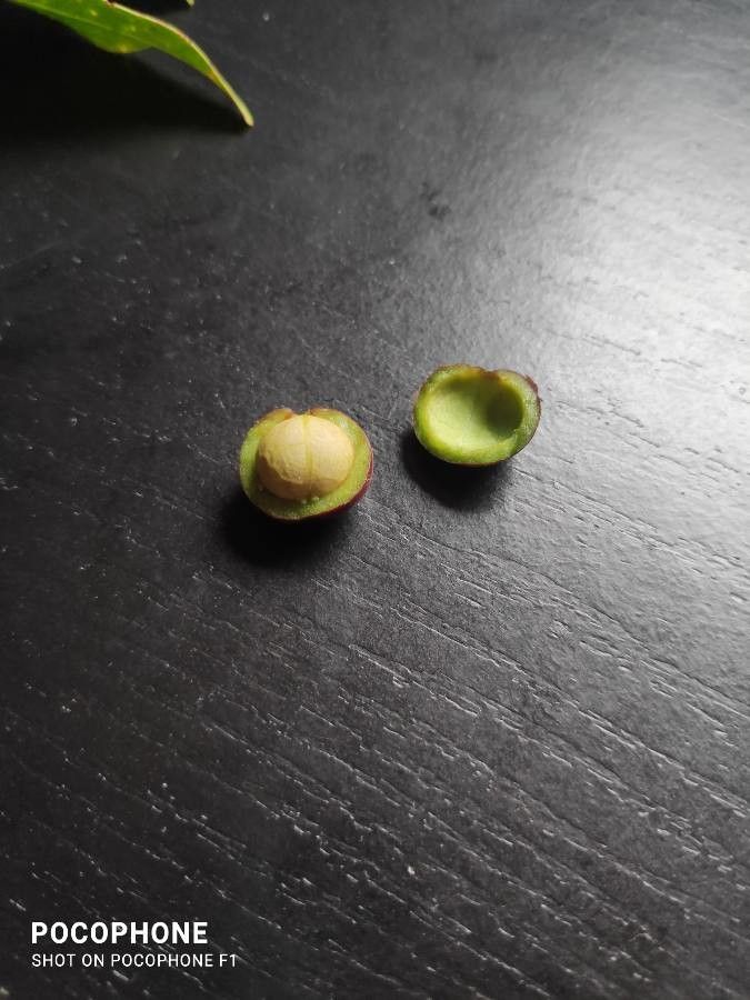 Prunus myrtifolia fruit