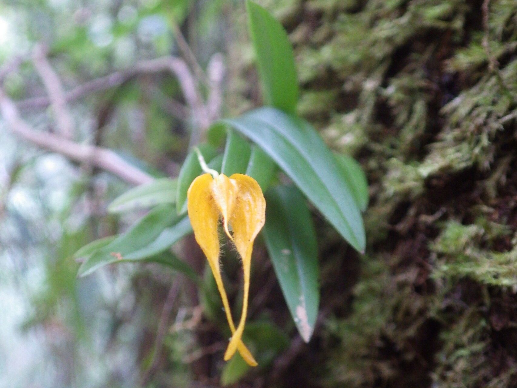Bulbophyllum nasica flower