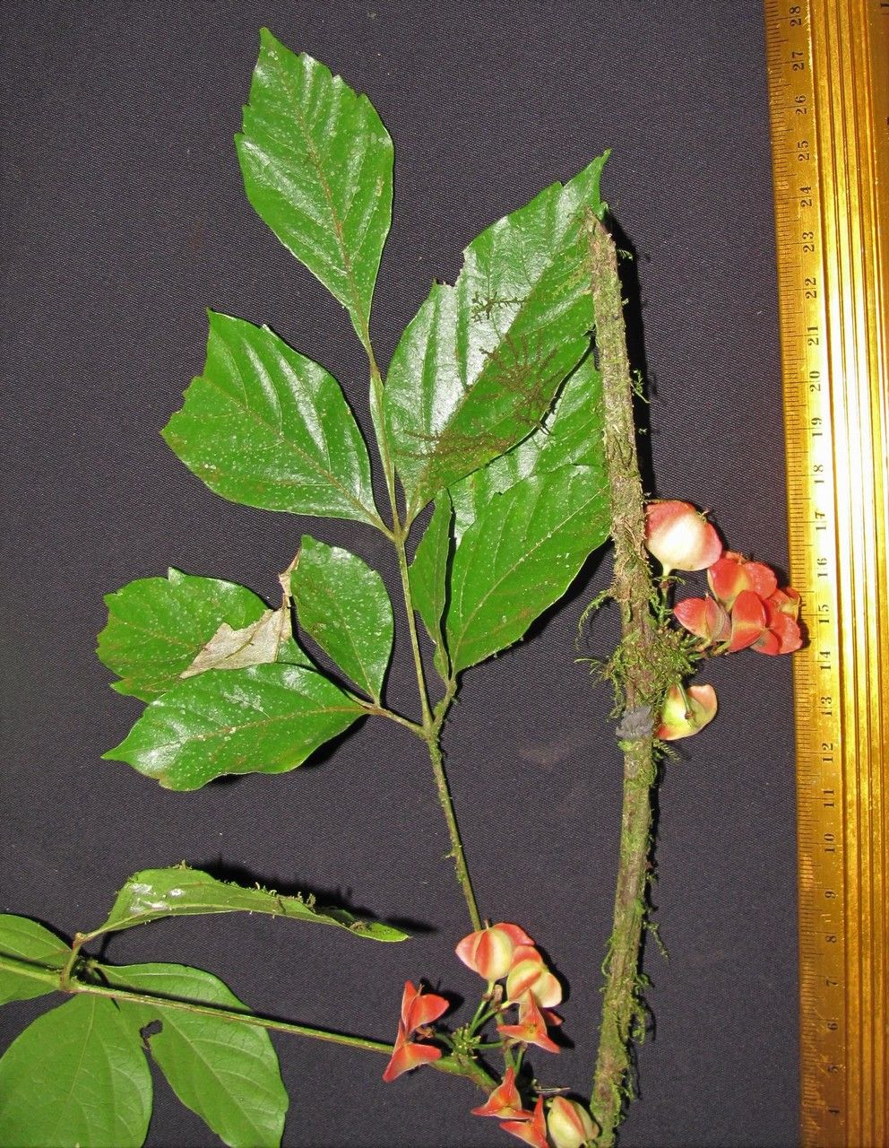 Paullinia tetragona other