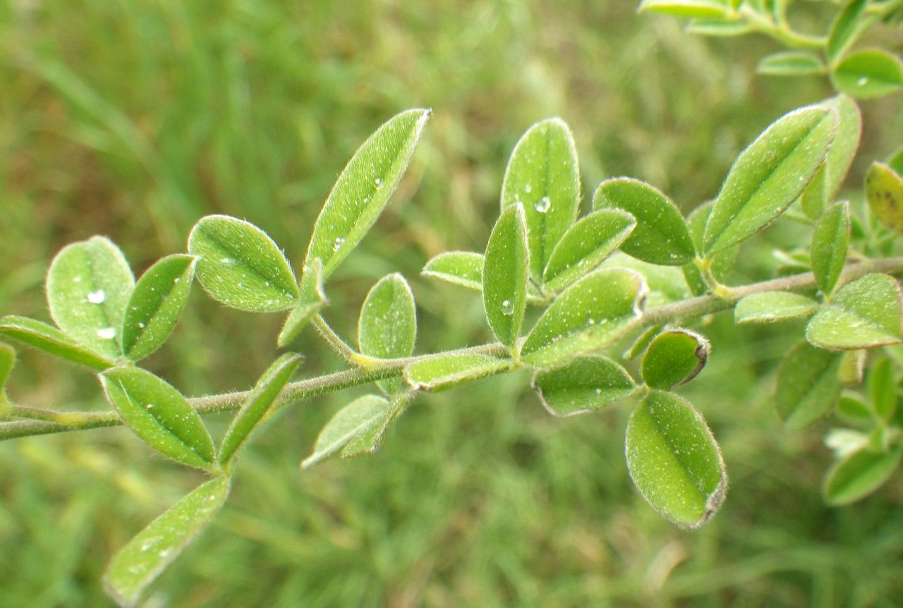Cytisus laniger leaf