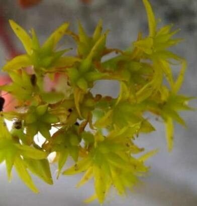 Sedum luteoviride flower