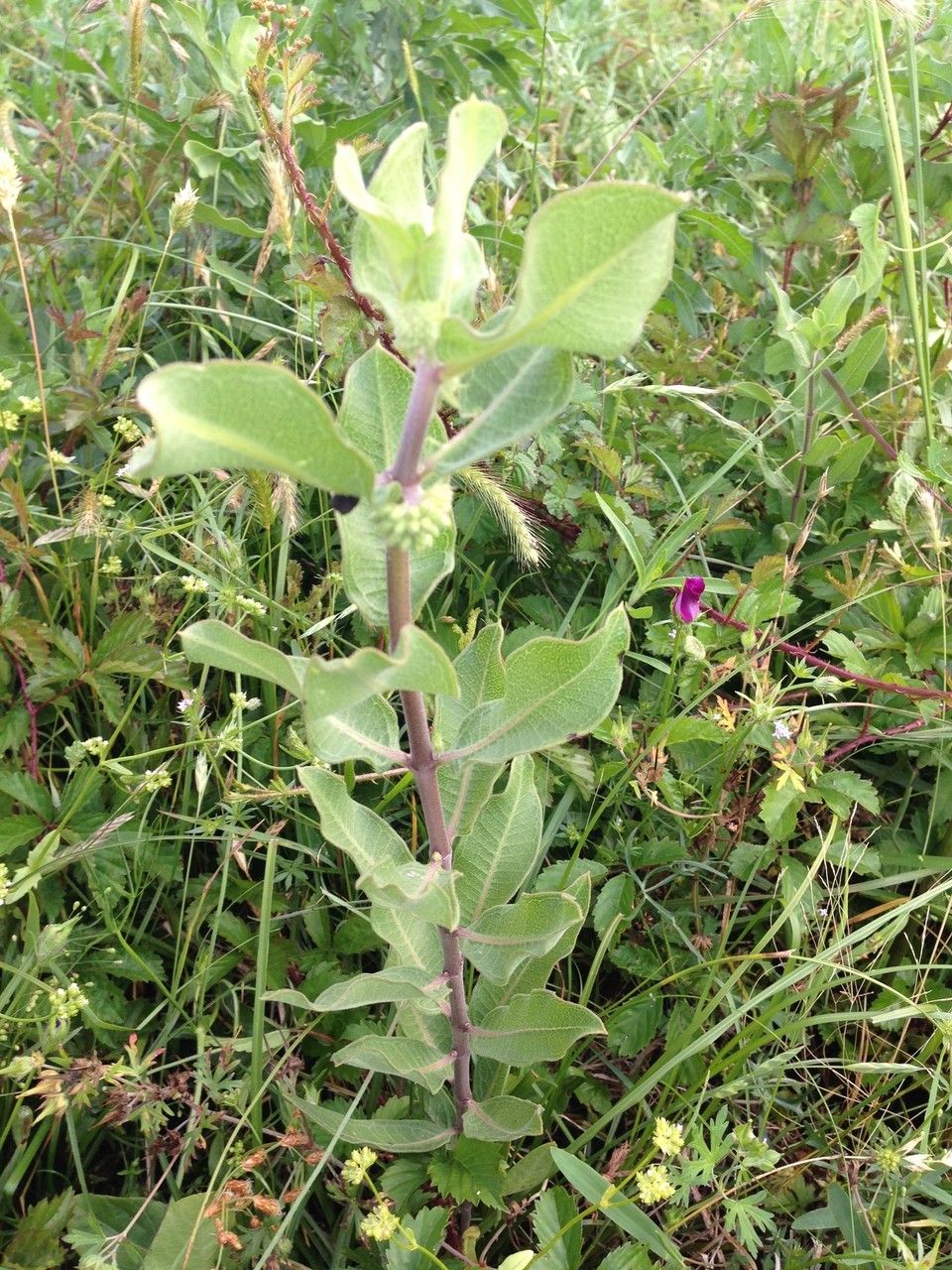 Asclepias obovata habit