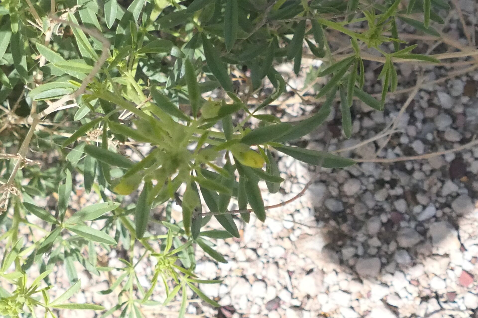 Cleome suffruticosa — houseplant care guide