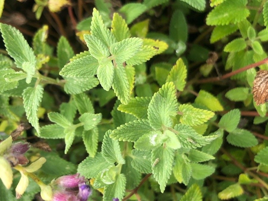 Nepeta × faasenii — search result for 'Nepeta'