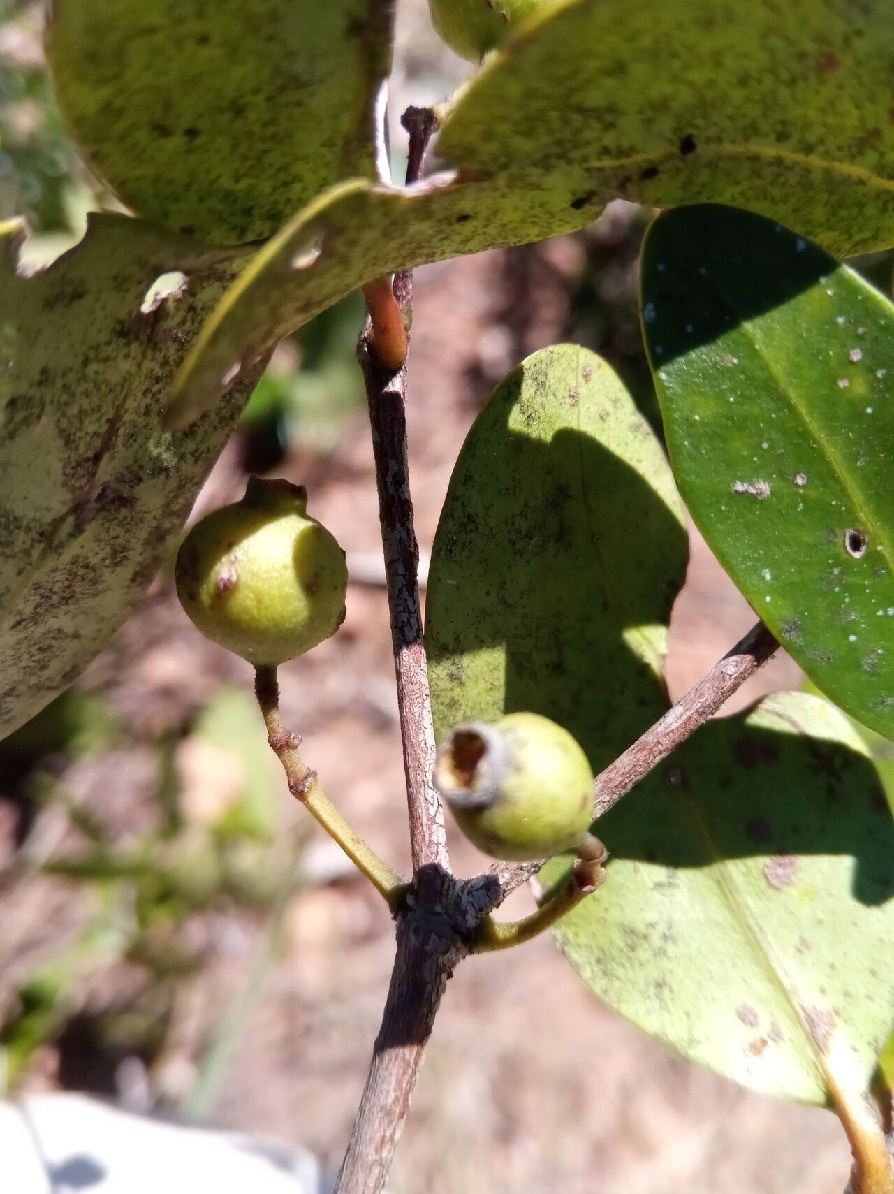 Memecylon bakerianum — search result for 'Memecylon'