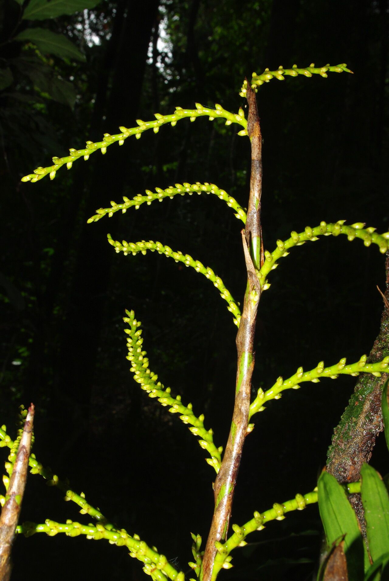 Laccosperma korupense flower