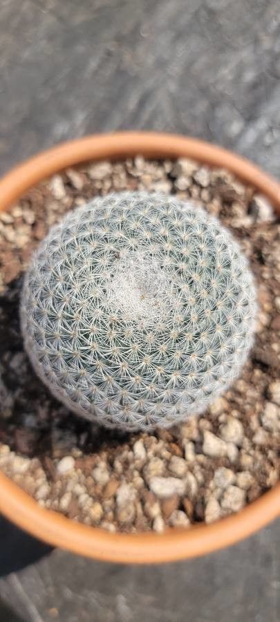 Mammillaria supertexta other