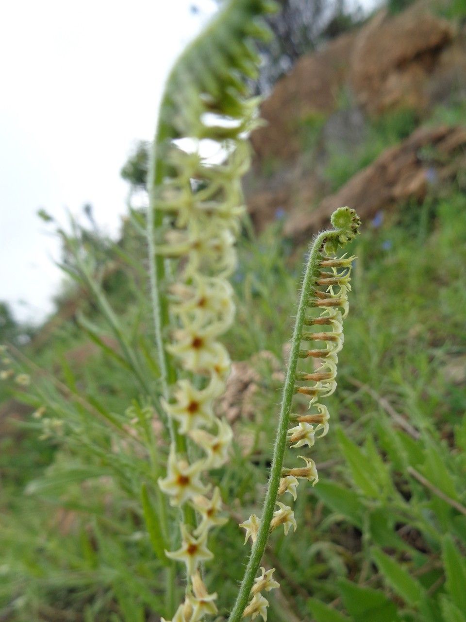 Heliotropium zeylanicum fruit