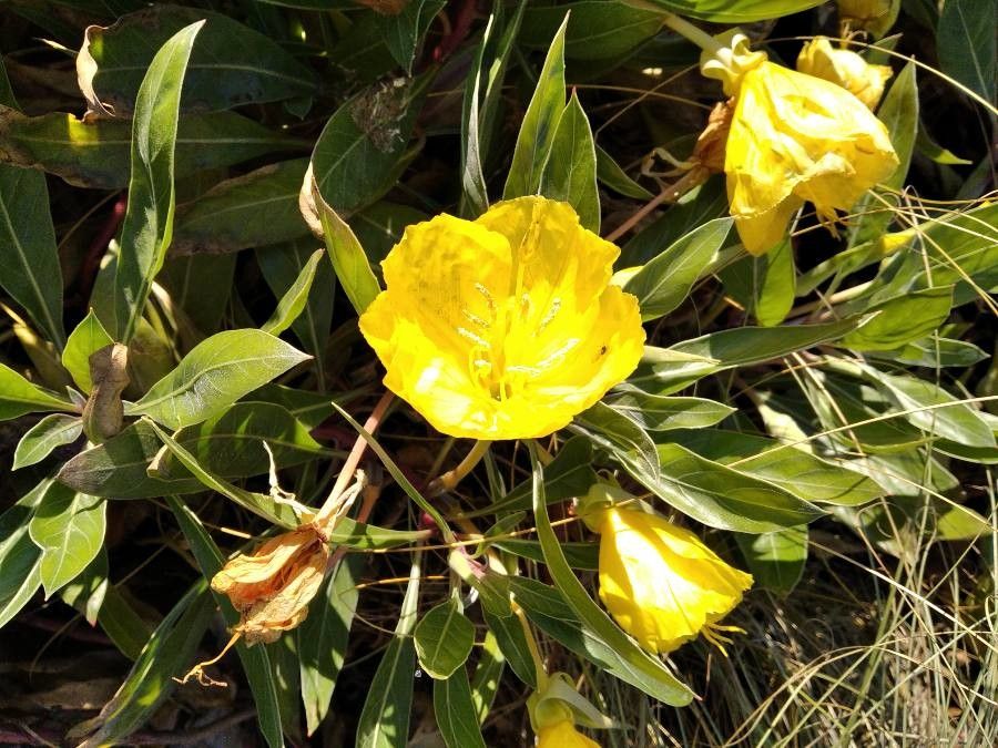 Megapterium missouriensis flower