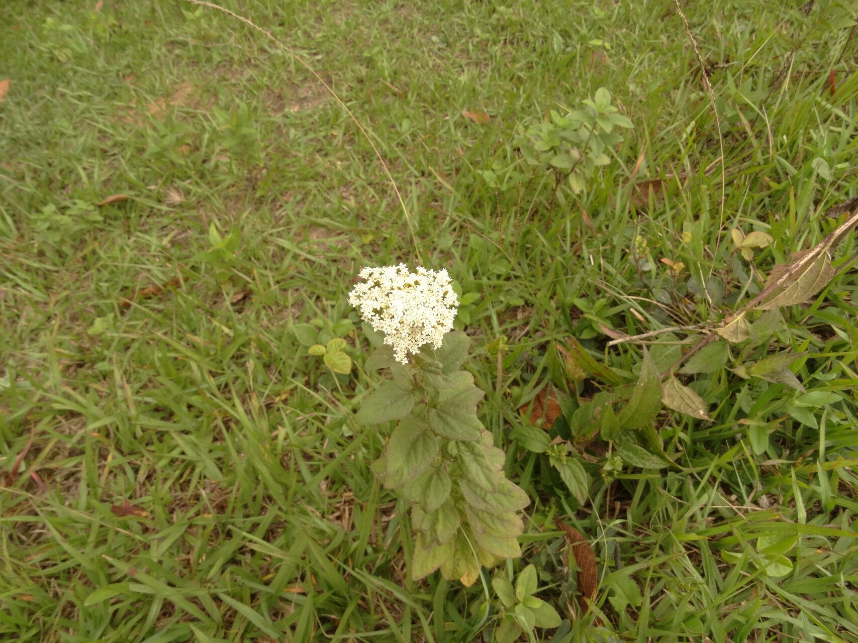 Stevia monardifolia — houseplant care guide