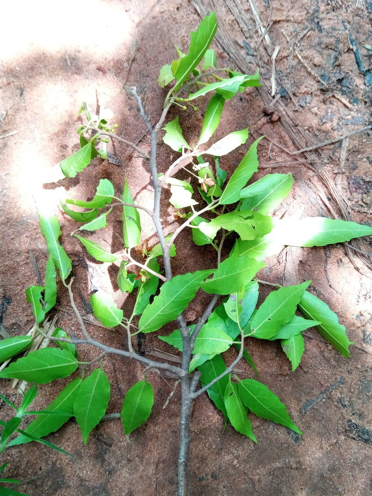 Dombeya subviscosa — houseplant care guide