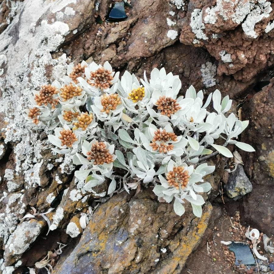 Pseudognaphalium sandwicensium flower