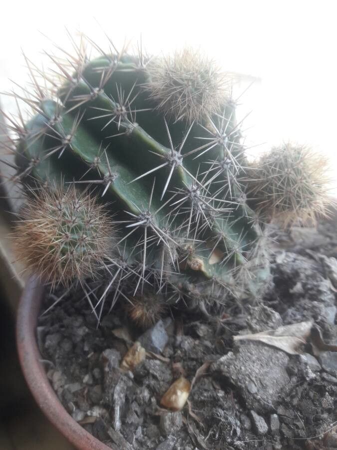 Eriosyce subgibbosa bark