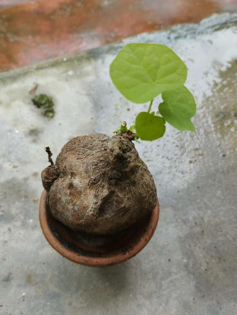 Stephania rotunda — houseplant care guide