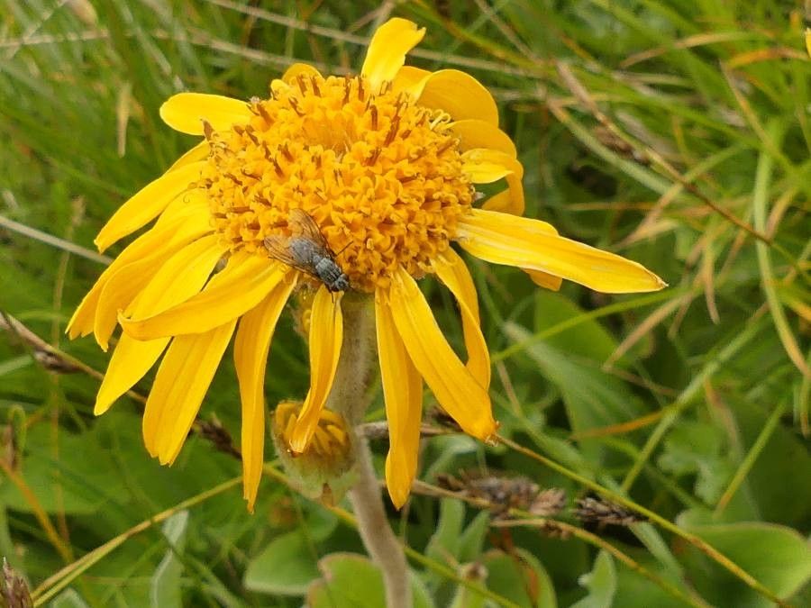 Arnica sororia flower
