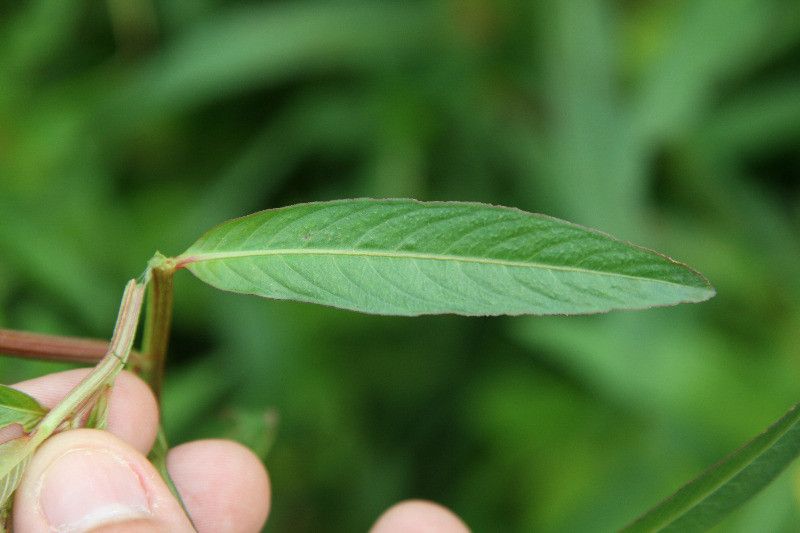 Ludwigia longifolia — search result for 'Ludwigia'