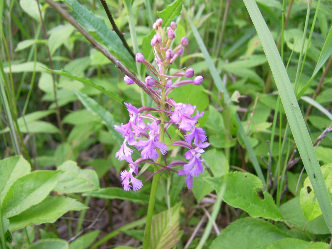 Platanthera psycodes habit
