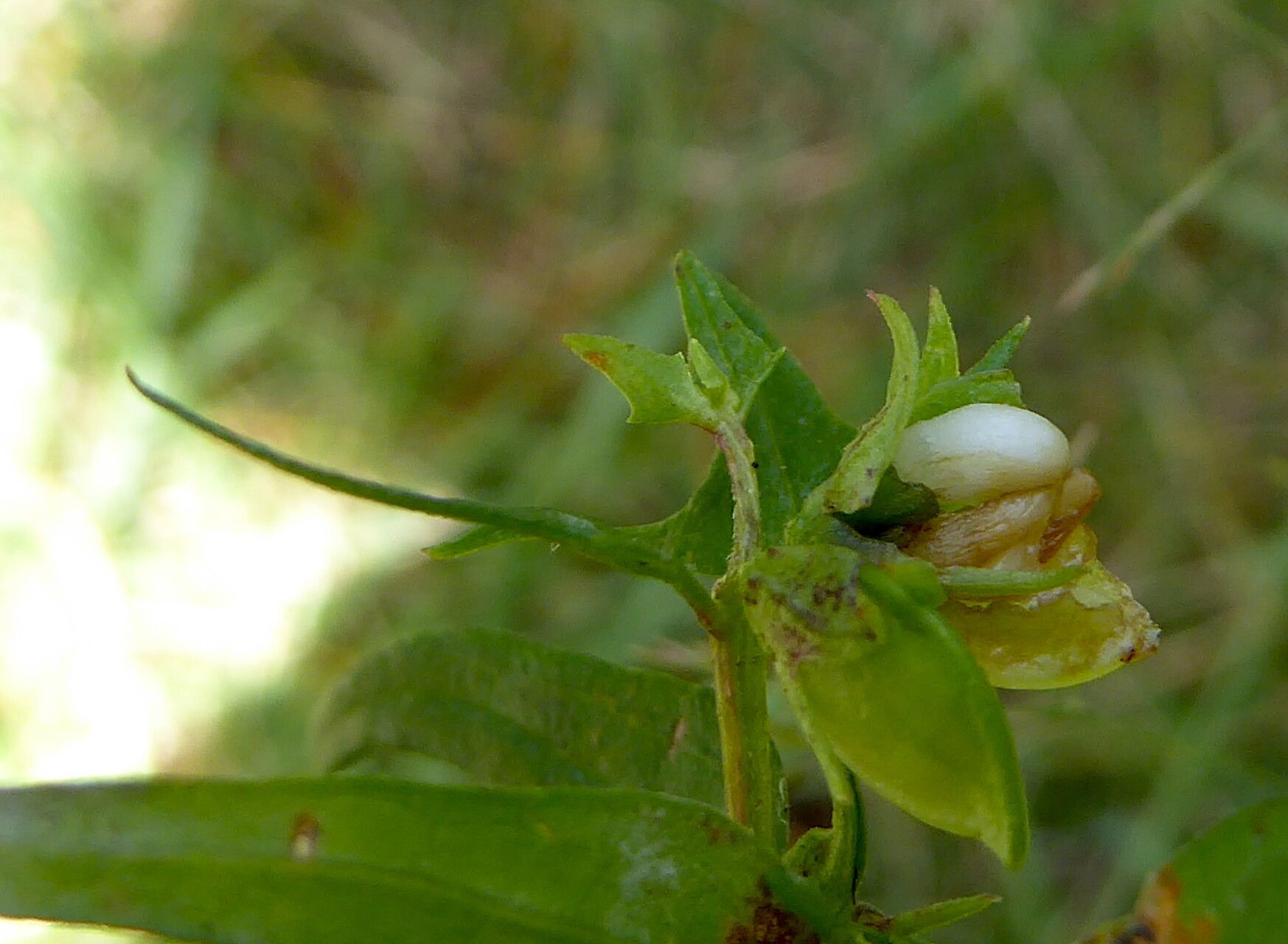 Melampyrum pratense fruit
