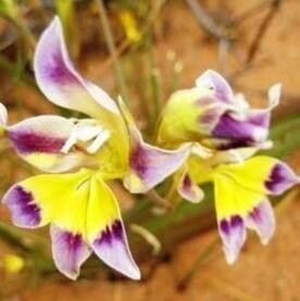 Gladiolus scullyi — houseplant care guide