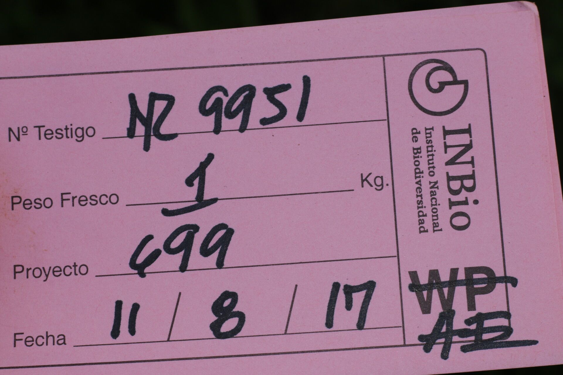 Verbesina pallens other