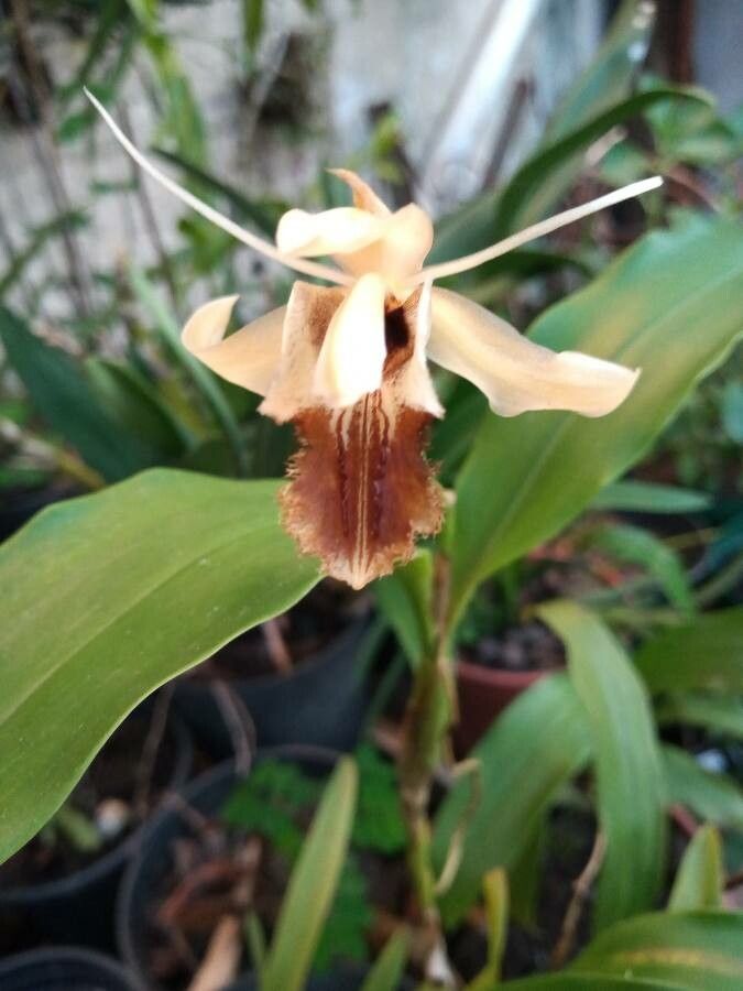 Coelogyne barbata — related species from the same genus