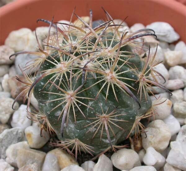 Sclerocactus unguispinus habit
