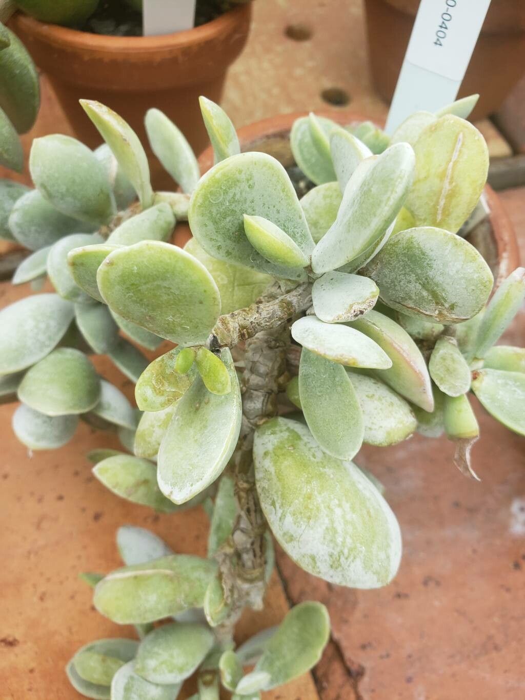 Adromischus leucophyllus — houseplant care guide