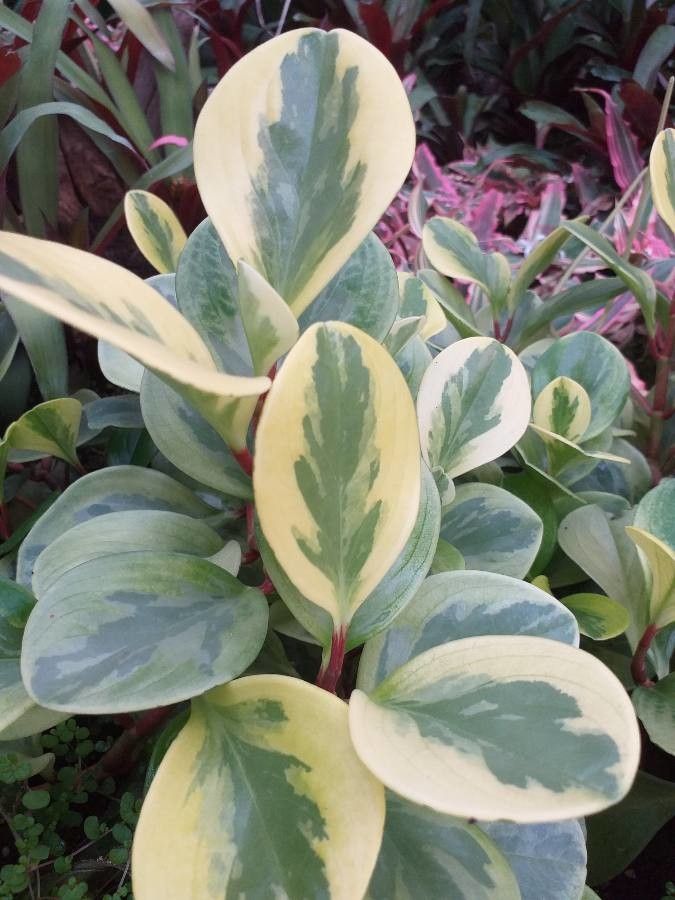 Peperomia elongata — search result for 'Peperomia'