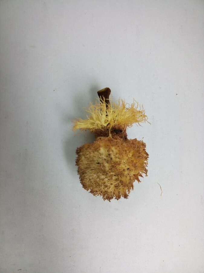 Parkia nitida flower