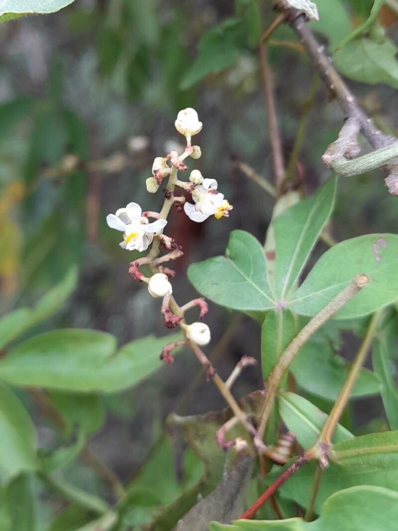 Serjania marginata flower