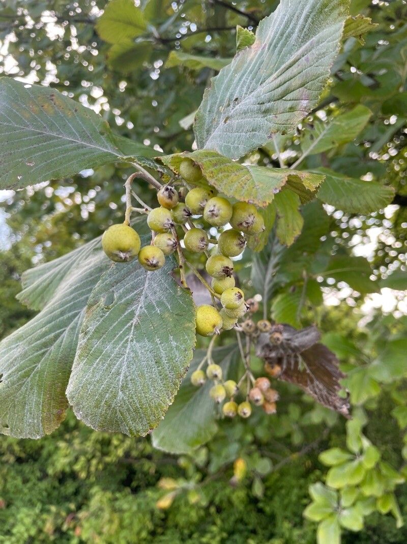 Sorbus aria