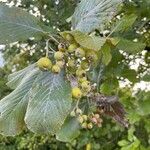 Sorbus aria