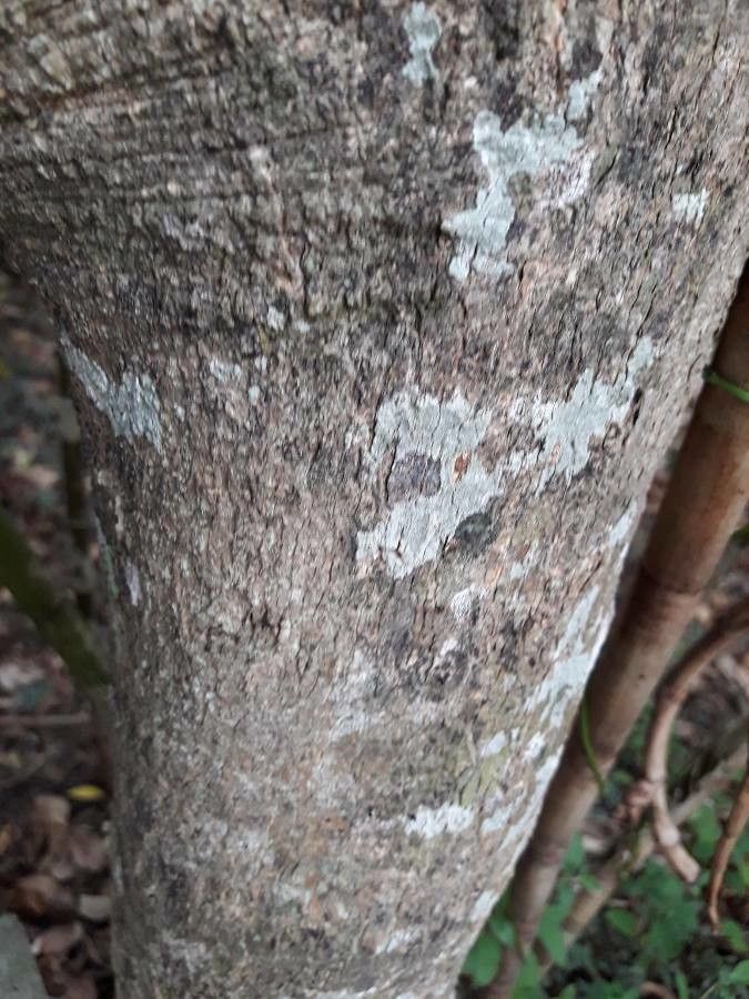 Blighia sapida bark