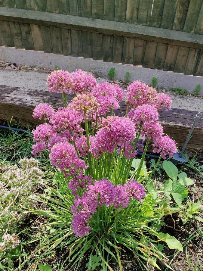 Allium pyrenaicum flower