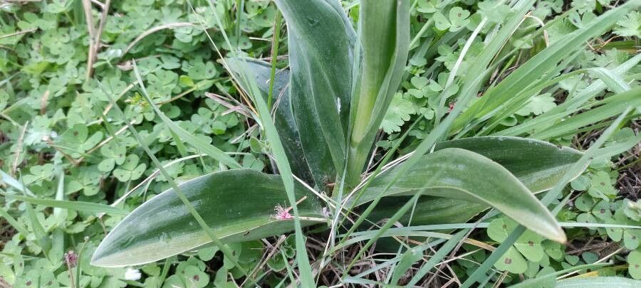 Himantoglossum robertianum leaf
