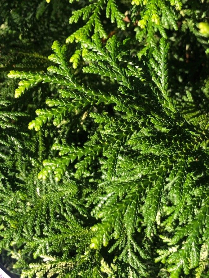 Thujopsis dolabrata leaf