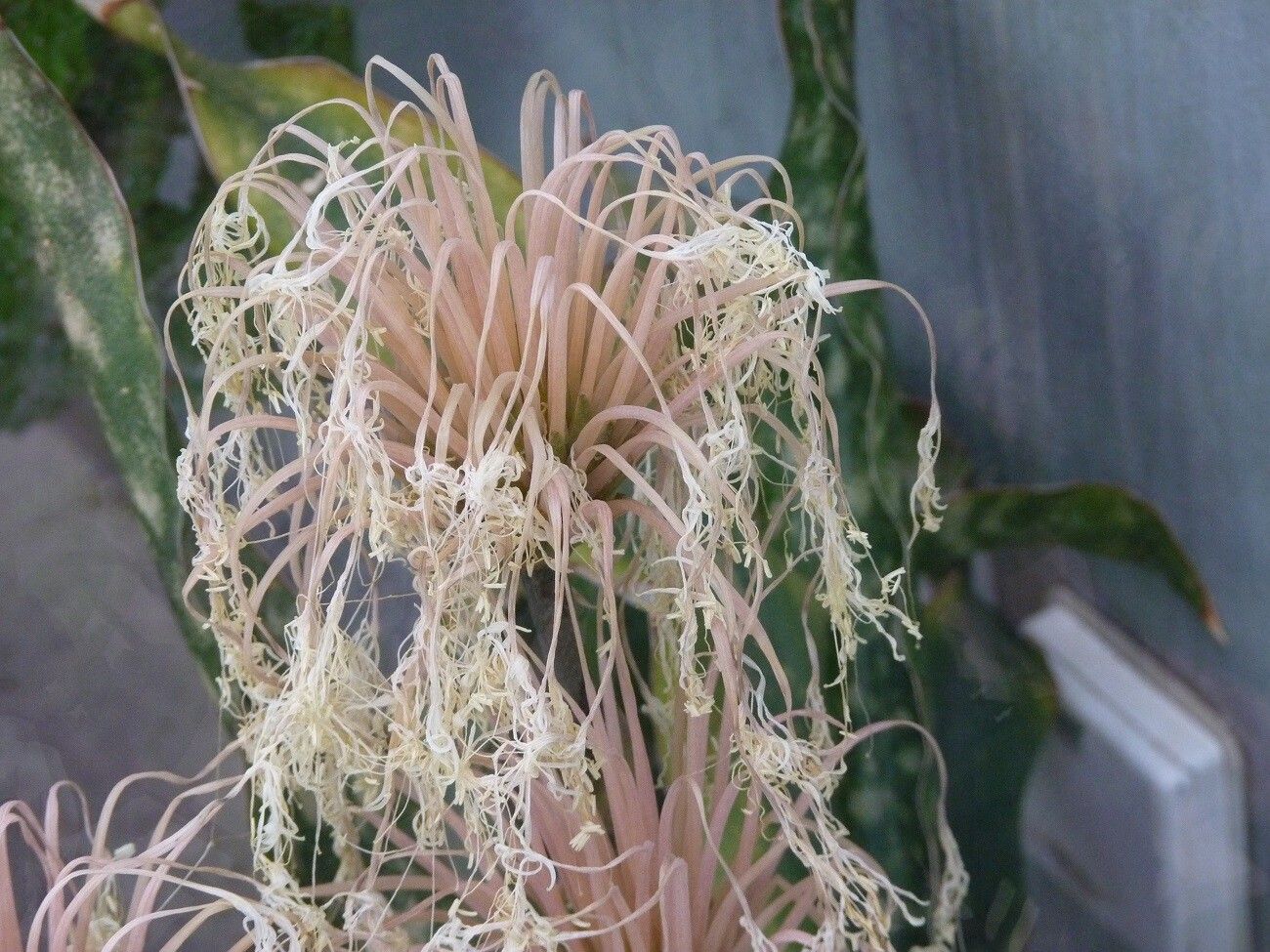 Dracaena pethera flower