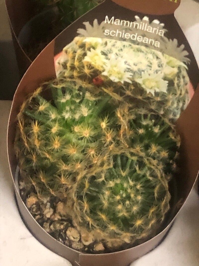 Mammillaria schiedeana — search result for 'Mammillaria'