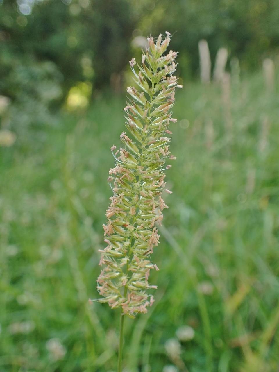 Cynosurus cristatus fruit