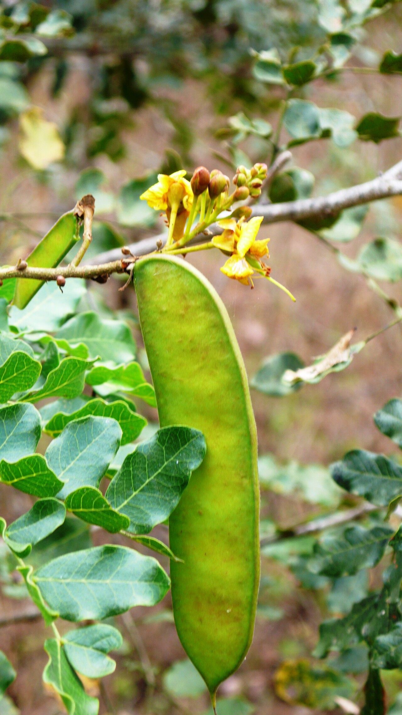 Caesalpinia pyramidalis — search result for 'Caesalpinia'