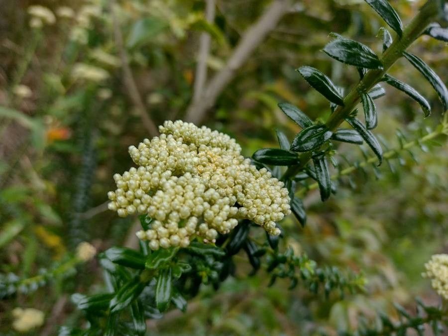 Cassinia denticulata habit
