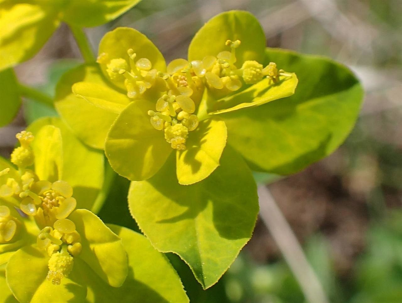 Euphorbia verrucosa flower
