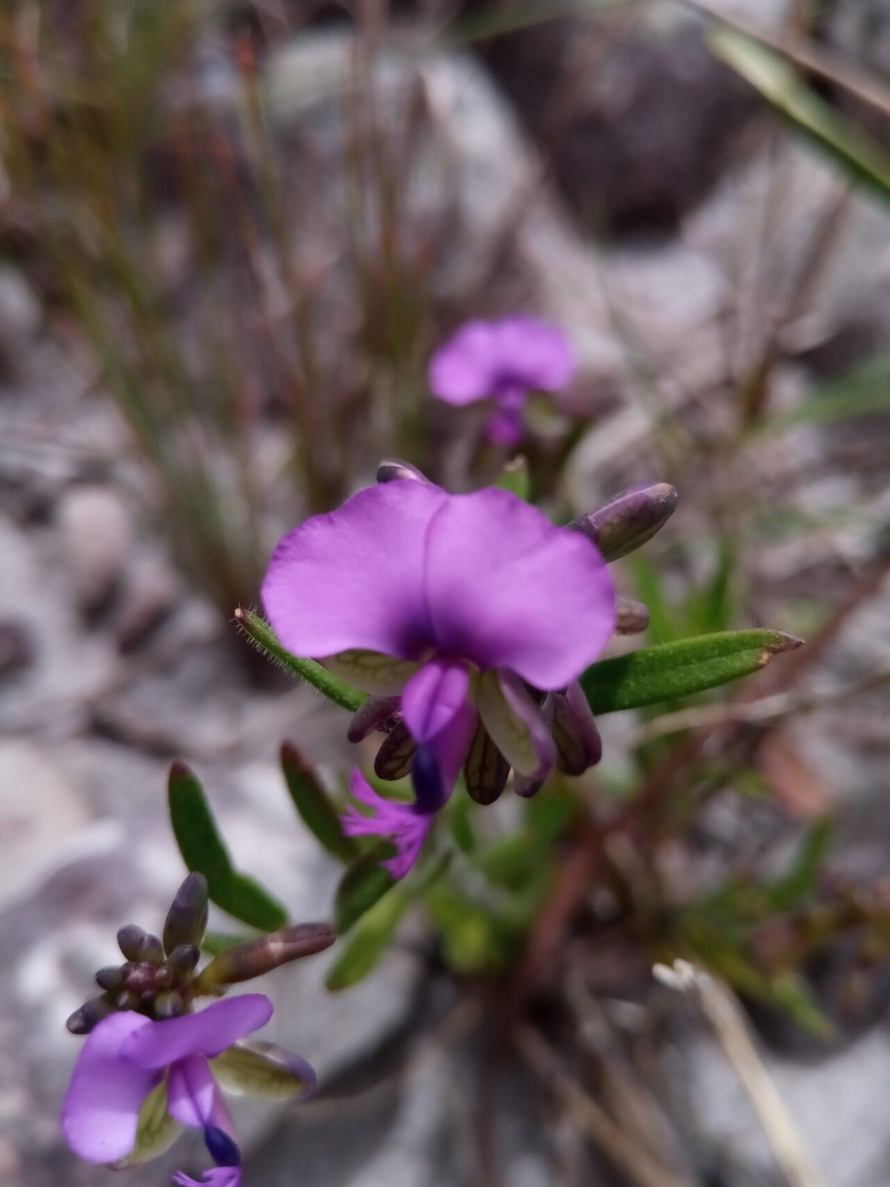 Polygala grandidieri — houseplant care guide