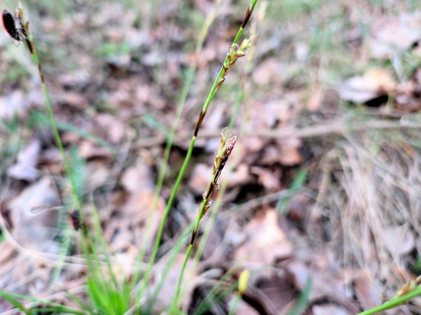 Carex rhizina — houseplant care guide