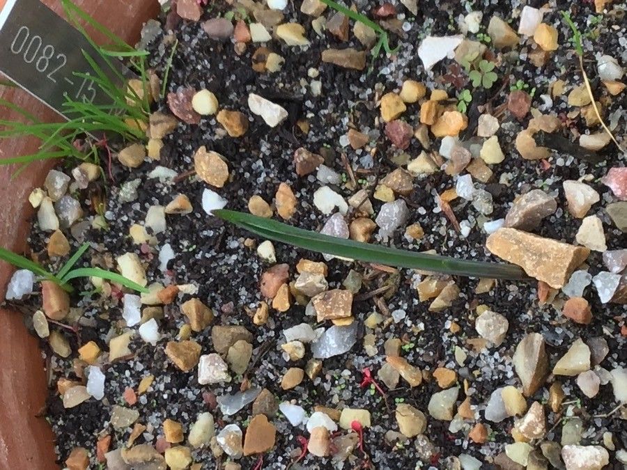 Muscari matritense leaf