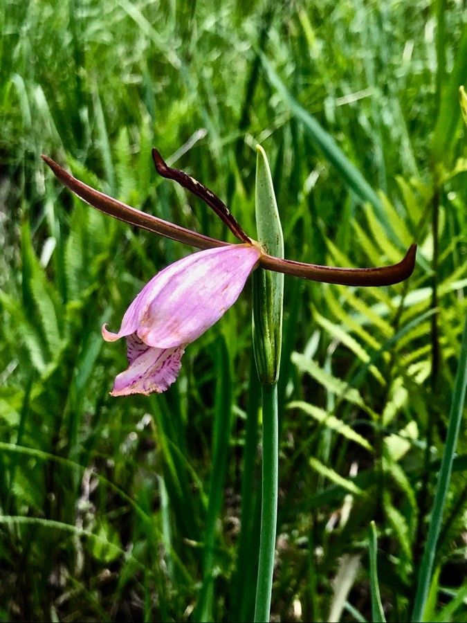 Cleistesiopsis divaricata flower