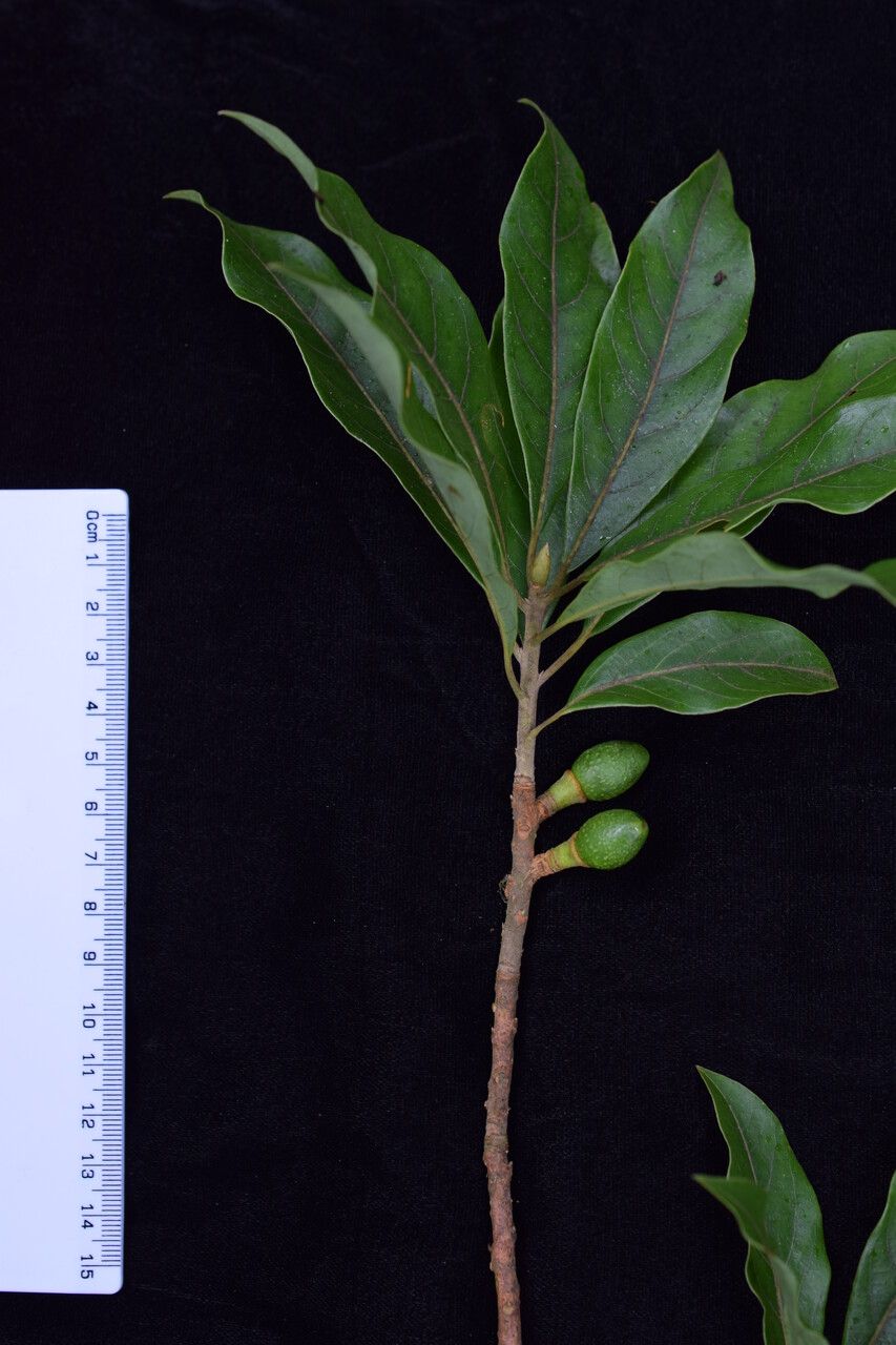 Dodecadenia grandiflora other