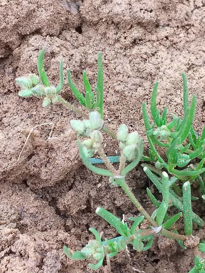 Spergularia marina flower