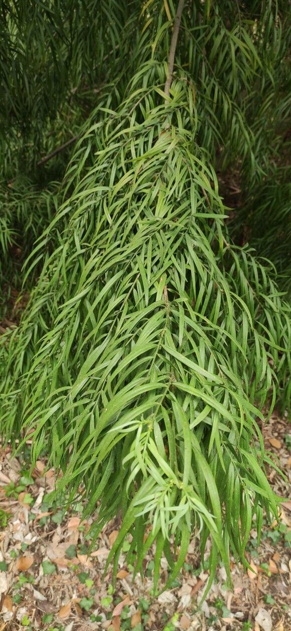 Afrocarpus gracilior — search result for 'Podocarpus'